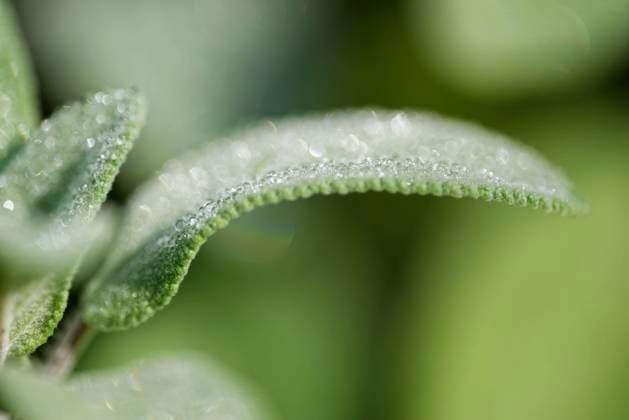 Salbei (Salvia officinalis) mit Tautropfen *** Sage Salvia officinalis with dewdrops Copyright: imageBROKER/JoachimxMoebesxClaudino iblmoj05497544.jpg
