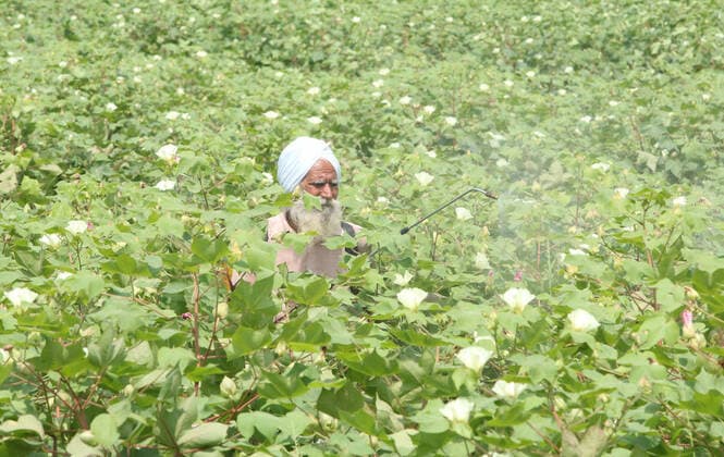 IMAGO Nature: Unsere Erde, Klimawandel, Baumwolle Landwirtschaft, Baumwoll Anbau BATHINDA, INDIA - SEPTEMBER 8: A farmer sprays fertilizers on his cotton crop in Bathinda, on September 8, 2021 in Bathinda, India. (Photo by Sanjeev Kumar Hindustan Times ) Daily Life Amid Coronavirus Pandemic In India