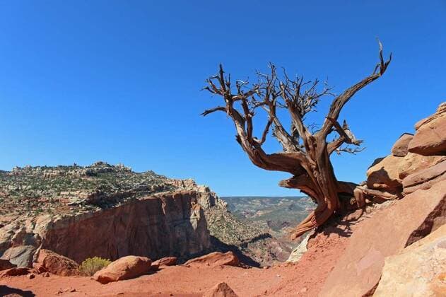  A lone, naked tree clings to the edge of a cliff in the desert southwest., 28.01.2017 01:17:32, Copyright: xDanRossx Panthermedia20061052