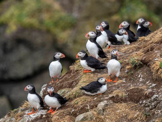 Adult Atlantic puffins (Fratercula arctica), gathering above the nest site on Grimsey Island, Iceland, Polar Regions Copyright: MichaelxNolan 1112-6011