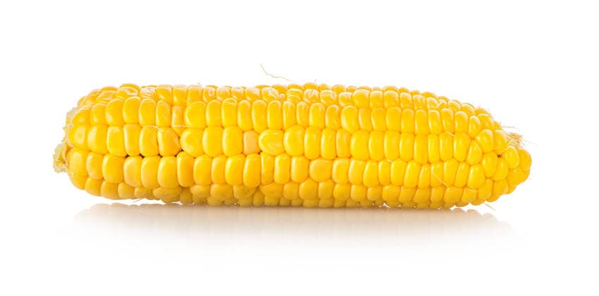 maiskolben,mais *** maize cob,maize,corn on the cobs,corn crops 10y-fu6
