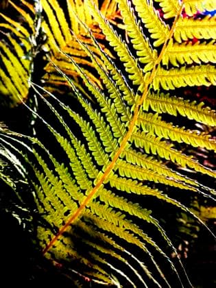 farn,straußenfarn,farne,farnkraut,matteuccia struthiopteris,straußenfarne,straußfarn,straußfarne *** fern,ostrich farm,ferns fmy-l8y