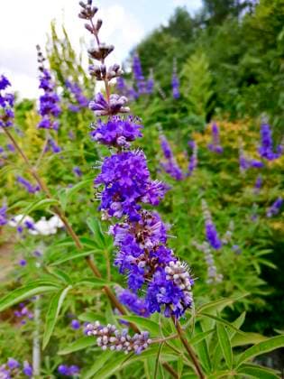 mönchspfeffer,keuschbaum,keuschlamm,lamiaceae,lippenblütler,pfeffer,tanis,vitex,vitex agnus-castus *** pepper,peppers fmy-lbt