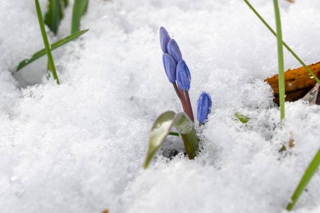 zweiblättriger blaustern,blaustern,blausterne,scilla *** scilla,scillas ftv-mfv