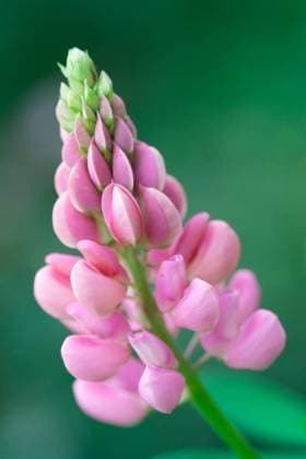 blume,lupine,blumen,lupinen,lupinus,wolfsbohne,wolfsbohnen *** flower,lupine,flowers,lupines his-g2b