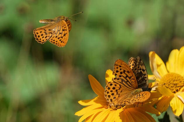 paarung,kaisermantel,befruchtung,begattung,fortpflanzung,kopula,kopulation,liebesakt,paaren,zeugung,argynnis paphia,edelfalter,schmetterling,tagfalter *** mating,silver washed fritillary,silver-washed fritillaries kb0-hlr