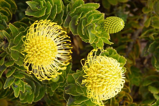 IMAGO Nature: Unsere Erde: Pflanzenwelt: Bedrohte Arten silberbaumgewächs,leucospermum,proteaceae,proteales,proteusgewächse,silberbaumartigen,silberbaumgewächse *** silver tree greenhouse,leucospermum mch-i48