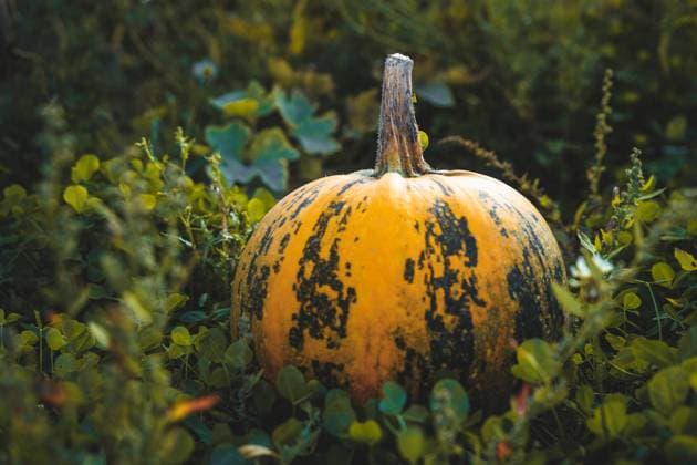 Augsburg, Bavaria, Germany - 12 September 2021: Typical Styrian oil pumpkin growing on a green field at sunrise *** Typisch Steirischer Öl Kürbis wächst auf einem grünen Feld bei Sonnenaufgang