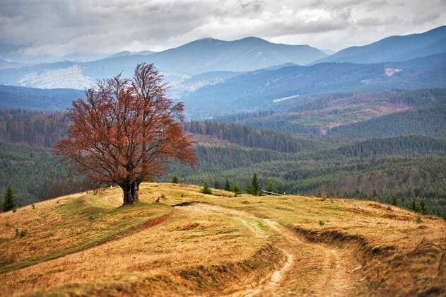  Lone tree in autumn mountains. Cloudy fall scene, 2017-03-07, Copyright: xweisex Panthermedia20549525