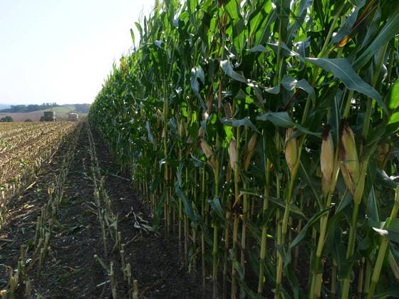 Start der Maisernte in der Maissaison 2021. Mais wird gehaeckselt fuer eine Biogasanlage in Wennerode im Landkreis Goslar am Harz im Bundesland Niedersachsen. Mais haeckseln *** Start of the maize harvest in the 2021 maize season Maize is harvested for a biogas plant in Wennerode in the district of Goslar am Harz in the federal state of Lower Saxony Maize haeckseln
