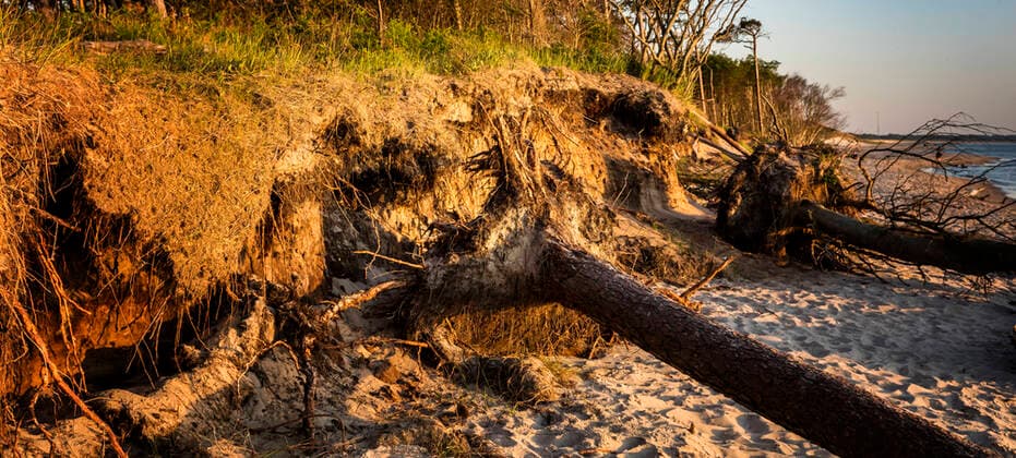 baumstamm,sturmschaden,totholz,baumstämme,schaden,schäden,sturmschäden,tothölzer *** tree trunk,storm damage,deadwood,trunks,storm damages,deadwoods gfk-jnz