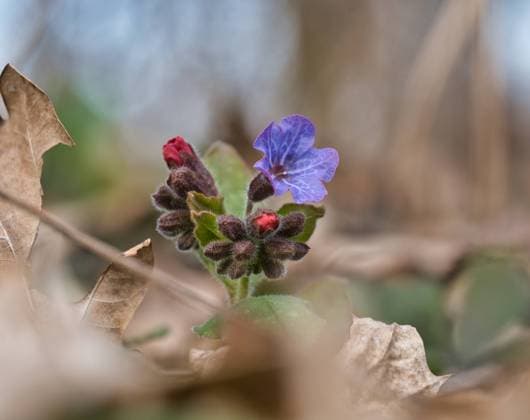 geflecktes lungenkraut,echtes lungenkraut,pulmonaria officinalis *** 1r1-fmk