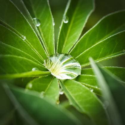 blatt,wassertropfen,lupine,blätter,homonym,tropfen,tröpfchen,wassertröpfchen,lupinen,lupinus,wolfsbohne,wolfsbohnen *** leaf,waterdrop,lupine,leafs,drop of water,water drop,waterdrops,lupines 1r1-fng