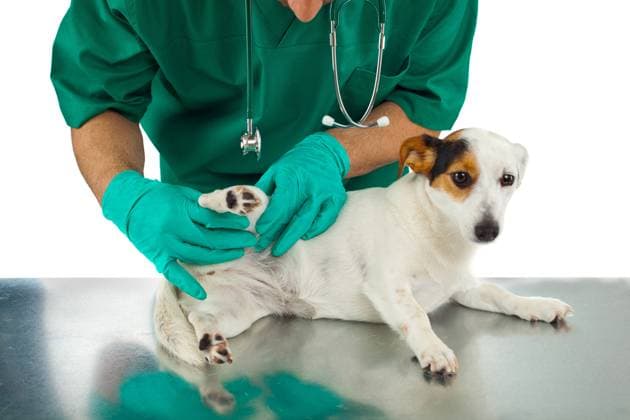 behandlung,untersuchen,tiermedizin,tierarzt,behandeln,behandlungen,untersuchung,veterinärmedizin *** treatment,examining,veterinary medicine,veterinarian,treatments,exam,examination,veterinary medicines,veterinarians 1un-fn7 ,model released, Symbolfoto