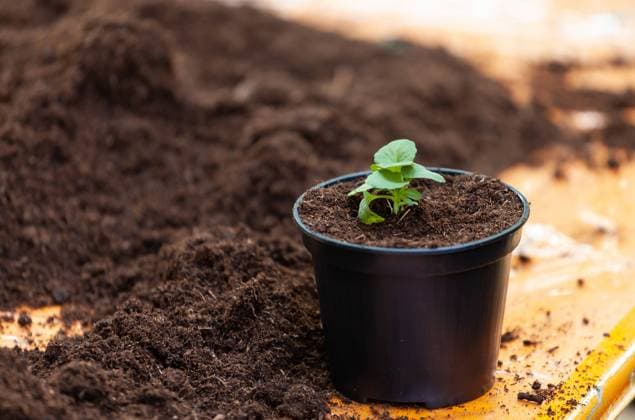 jungpflanze,eintopfen,blumenerde,jungpflanzen,anpflanzen,bepflanzen,eingetopft,einpflanzen,umtopfen,erdee *** young plant,planting,soil,young plants,soils 1un-g43