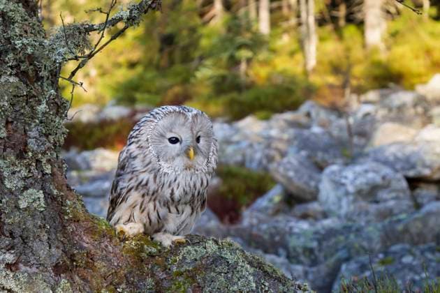 habichtskauz,eule,eulen,eulenart,kauz,kauzart,käuze,strix uralensis,uralkauz *** ural owl,ural owls 3cz-fn1