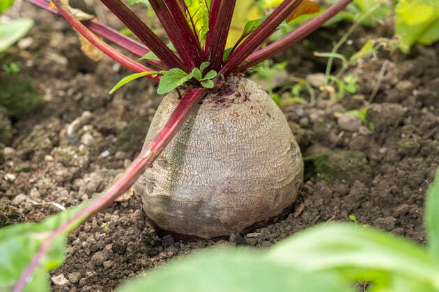 rote beete,rote bete,rote rübe,rote rüben *** beetroot,beetroots ftv-lsc