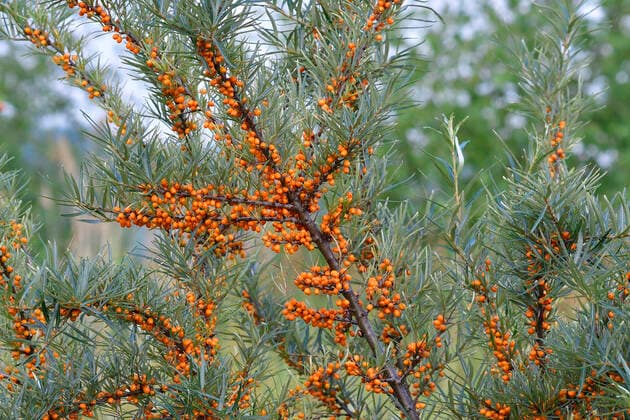 IMAGO Nature: Unsere Erde, Pflanzen: Bedrohte Planzenarten in Deutschland sanddorn *** buckthorn,buckthorns fu1-it9