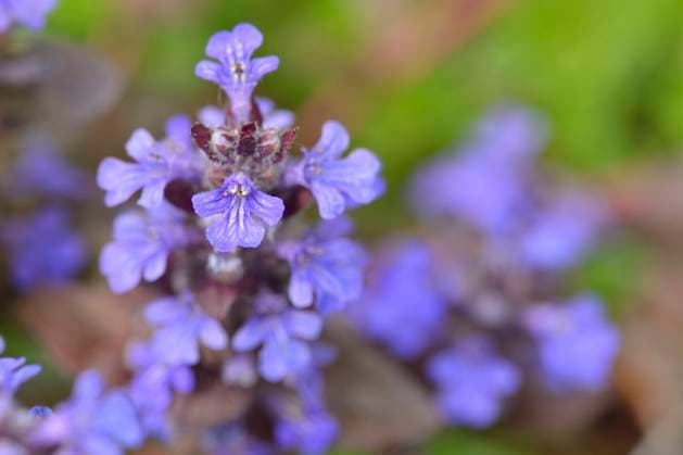 kriechender günsel,ajuga reptans *** ajuga reptans fu1-l1s