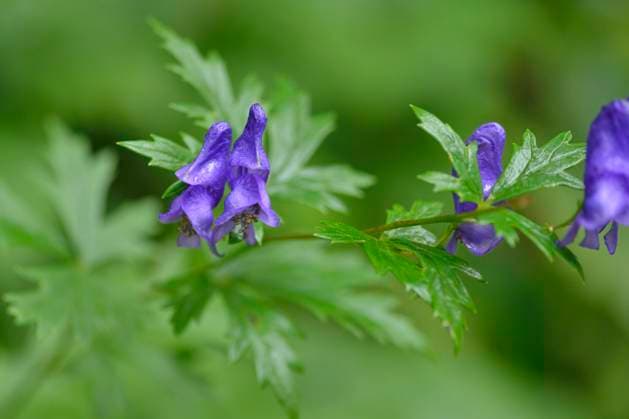 blauer eisenhut,eisenhut *** monkshood,monkshoods fu1-l2c