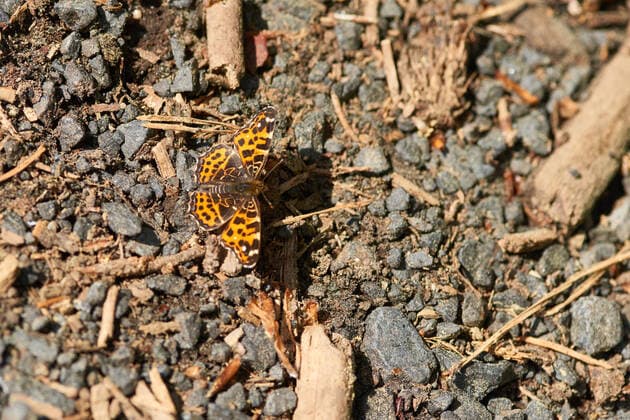 landkärtchen,araschnia levana,landkärtchenfalter,tagfalter *** map butterfly,map butterflies fu1-lc1