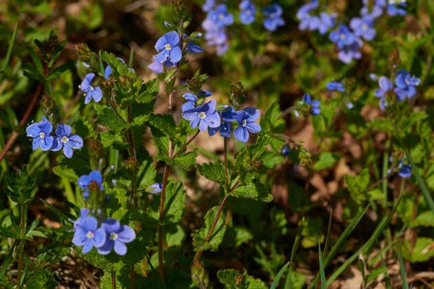 gamander-ehrenpreis,ehrenpreis,veronica chamaedrys *** germander speedwell,germander speedwells fu1-lc2