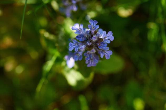 kriechender günsel,ajuga reptans *** ajuga reptans fu1-lqv