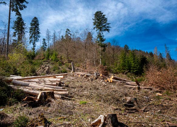 wald,forstwirtschaft,rodung,wälder,holzwirtschaft,waldwirtschaft,abholzung,roden,waldrodung *** forest,forestry,grubbing,forests,wood,woodland,woods,forestries gfk-nd7