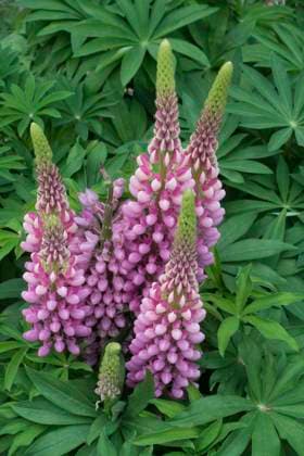 lupinen,lupine,lupinus,wolfsbohne,wolfsbohnen *** lupins h80-g5v