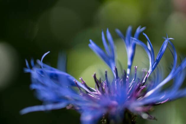 blüte,flockenblume,blüten,centaurea montana,flockenblumen *** blossom,cornflower,blossoms,cornflowers hhm-gii