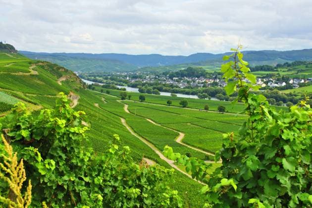 IMAGO Creative, Sommer, Weinfeste und Weinwanderungen weinberg,weinanbau,weinlandschaft,rebberg,rebberge,weinbau,weinberge,weinfeld,weinfelder,weingarten,weingärten,wengert,wingert,anbau,landschaft,landschaften,weinanbaugebiet,weinbaugebiet,weingegend,weinregion *** vineyard,viticulture,vineyards,viticultures iq1-ir3