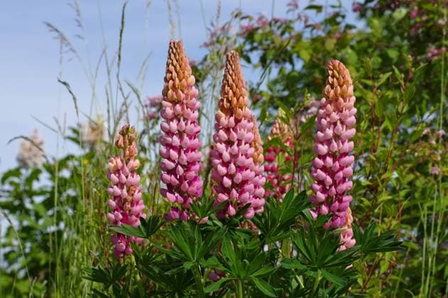 lupine,lupinenblüte,lupinen,lupinus,wolfsbohne,wolfsbohnen,lupinenblüten *** lupine,lupines ir4-n0u