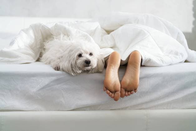 haustier,schlafen,hund,bett,haustiere,tier,tiere,schlaf,schlafend,hunde,betten *** pets,sleeping,dog,bed,pet,sleep,to be asleep,to sleep,dogs,beds jza-h7r ,model released, Symbolfoto