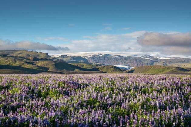 IMAGO Nature: Unsere Erde, Klimawandel, Ernährung, Pflanzen der Zukunft, Lupinen island,lupinenblüte,nordeuropa,lupine,lupinen,lupinenblüten *** iceland,lupines,icelands,lupine k61-i1m
