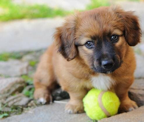  Small puppy, 11.10.2020, Copyright: xhamikusx Panthermedia21365213