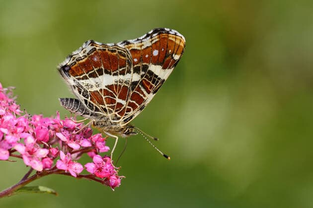 landkärtchen,fleckenfalter,araschnia levana,landkärtchenfalter,tagfalter *** map butterfly,butterfly,map butterflies,butterflies kb0-gd2