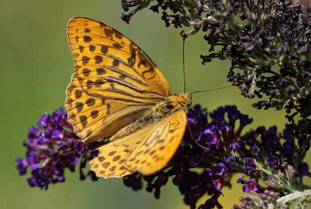 sommerflieder,kaisermantel,buddleja,schmetterlingsflieder,argynnis paphia,edelfalter,schmetterling,tagfalter *** summer lilac,silver washed fritillary,summer lilacs,silver-washed fritillaries kb0-hlq