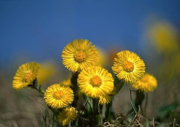 huflattich,huflattichblüte,asteraceae,korbblütengewächs,korbblütengewächse,tussilago,tussilago farfara,huflattichblüten *** coltsfoot,coltsfoot blossom,coltsfoots,coltsfoot blossoms kfa-fg3