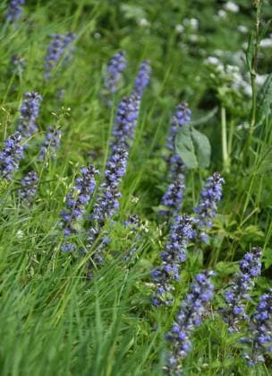 kriechender günsel,ajuga reptans *** ajuga reptans klk-k22