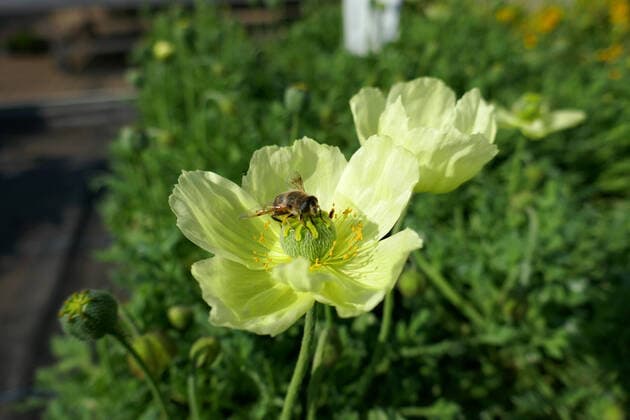 islandmohn,island mohn,island-mohn,mohn,nacktstängeliger mohn,papaver nudicaule,ziermohn *** iceland poppy,islandmohns la9-j20