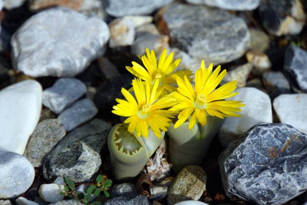IMAGO Nature: Unsere Erde, Pflanzen, Seltene Pflanzen lithops karasmontana,lebende steine,lithops *** lithops karasmontana mch-hvm