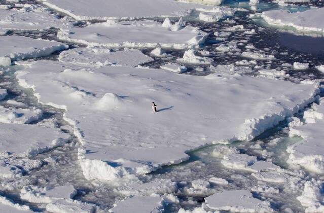 IMAGO Nature: Unsere Erde, Klimawandel, Arktische und Antarktische Eisschmelze Adelie Penguin on ice floe in the southern ocean, 180 miles north of East Antarctica, Antarctica, 06.08.2013, Copyright: xBrettxPhibbsx animal,penguin,adelie penguin,one animal,wildlife,white color,high angle view,isolation,solitude,survival,nature,floating,antarctica,outdoors,iceberg,sea,remote setting,winter,day,environmental issue,global warming,on top of,standing,ice,water,nobody,cold temperature,natural environment,extreme terrain,beauty in nature,ice floe,southern ocean,August 2013 Release,Standing,Floating,Isolation,Solitude,Survival,On Top Of,Remote,One Animal,No People,Cold,Antarctica,High Angle View,Animal,Bird,Flightless Bird,Penguin,Symbol,Orthographic Symbol,Numeral,Extreme Terrain,Flowing Water,Pack Ice,Iceberg,Ice,Ocean,Ou Ref:IS09AA799