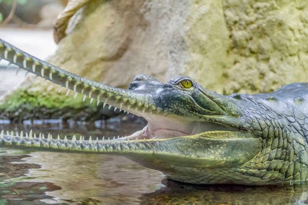 Unsere Erde: Natur, Tiere, Artenschutz, Seltene Tierarten krokodil,gangesgavial,krokodile *** crocodile,alligator,alligators,crocodiles n9a-nya