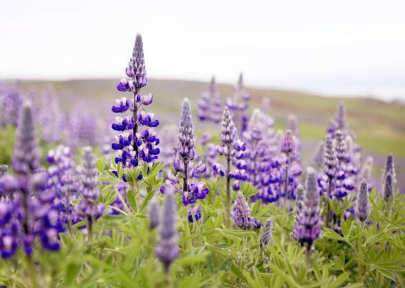 IMAGO Nature: Unsere Erde, Klimawandel, Ernährung, Pflanzen der Zukunft, Lupinen lupinen,lupine,lupinus,wolfsbohne,wolfsbohnen *** lupins o1k-gg5