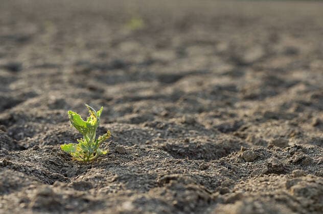 erde,pflänzchen,unfruchtbar,homonym,unfruchtbarkeit *** earth,plants,barren,earths,barrens pr8-ky4