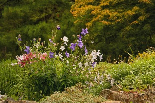 gartenblume,ballonblume,gartenblumen,ballonblumen,chinesische glockenblume,großblütige ballonblume *** flower garden,balloon flower,flower bed,flower gardens pr8-l7d