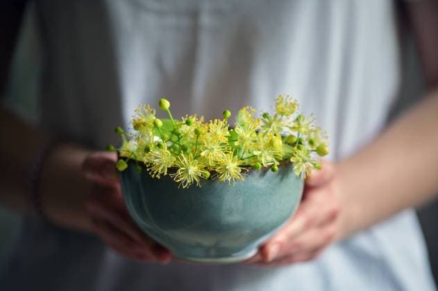 lindenblüten,linde,linden,lindenblüte *** lime blossoms pr8-lu6 ,model released, Symbolfoto