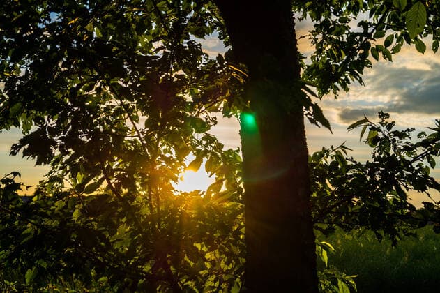 IMAGO Creative: Klimawandel - Grüne Erholung gegenlicht,sonne,sonnenuntergang,abend,abenddämmerung,abendlich,abendrot,abendröte,abendstimmung,abens,dämmerung,sonnenuntergänge *** backlighting,sun,sunset,back lit,suns,sunspot,sunsets ubo-ffr