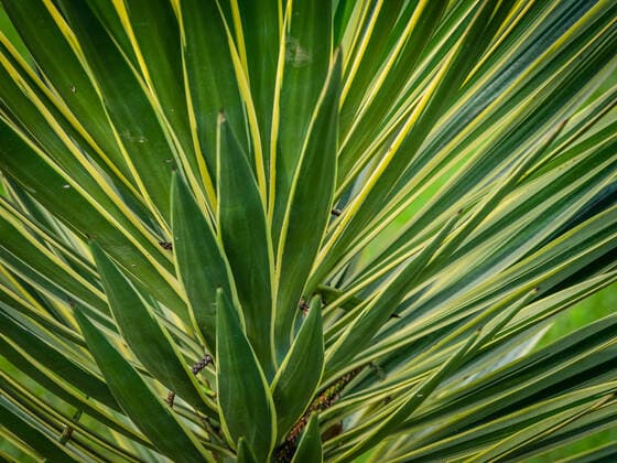 IMAGO Nature: Unsere Erde, Pflanzen, Gestreifte Pflanzen drachenbaum *** dragon tree,dragon trees uxj-fnr