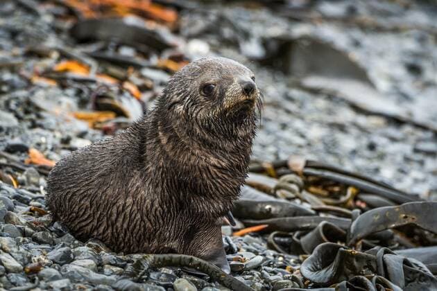  Antarctic fur seal on shingle and seaweed, 11.10.2020, Copyright: xnickdalex Panthermedia21591131